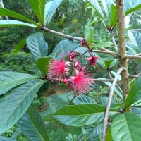 Barringtonia racemosa (L.) Spreng.